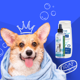 Shampoo